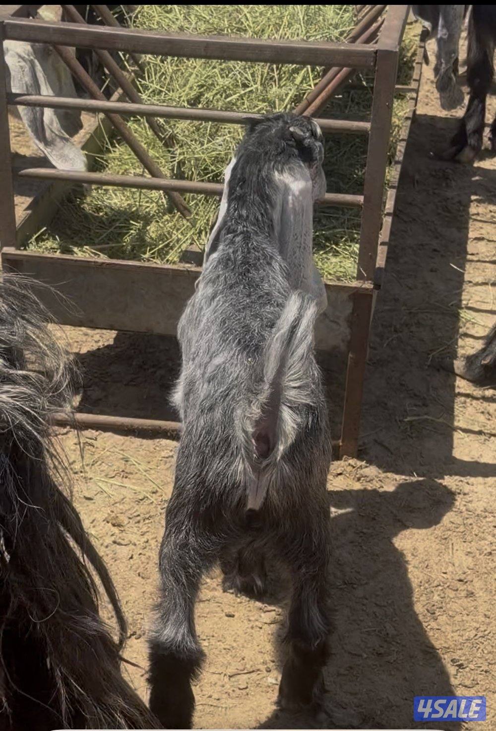 عوارض كريميات العداد 12 فيهم تحتهم 10 فيهم 9 مطافيل وثلاث مضريع9