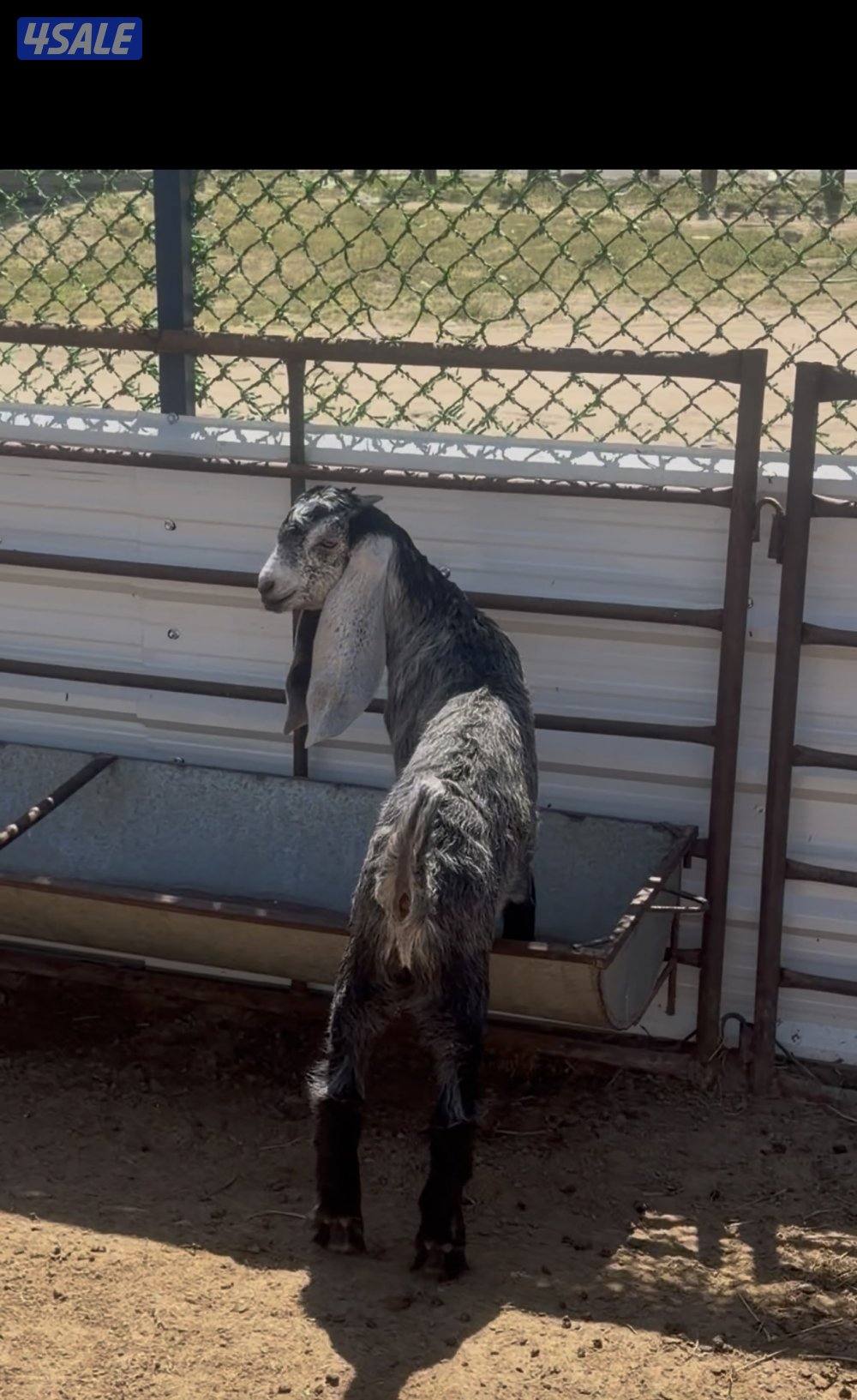 عوارض كريميات العداد 12 فيهم تحتهم 10 فيهم 9 مطافيل وثلاث مضريع10