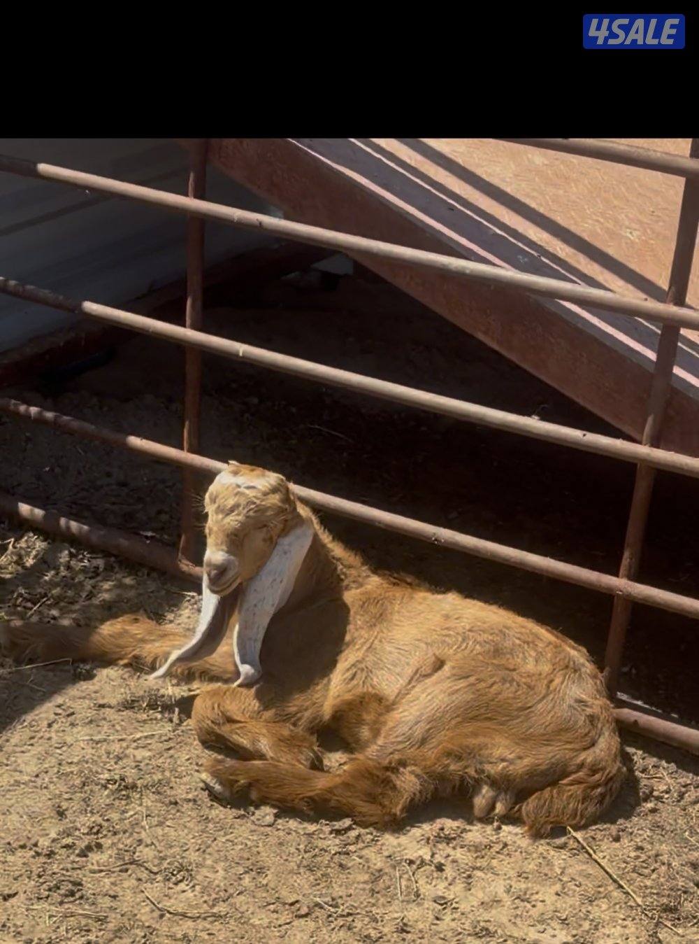 عوارض كريميات العداد 12 فيهم تحتهم 10 فيهم 9 مطافيل وثلاث مضريع11