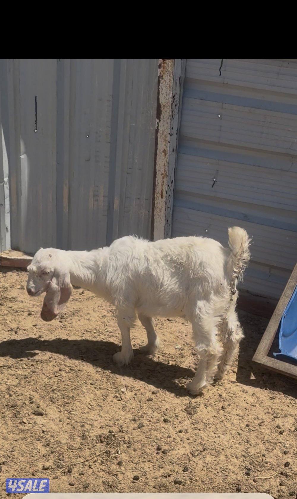 عوارض كريميات العداد 12 فيهم تحتهم 10 فيهم 9 مطافيل وثلاث مضريع12