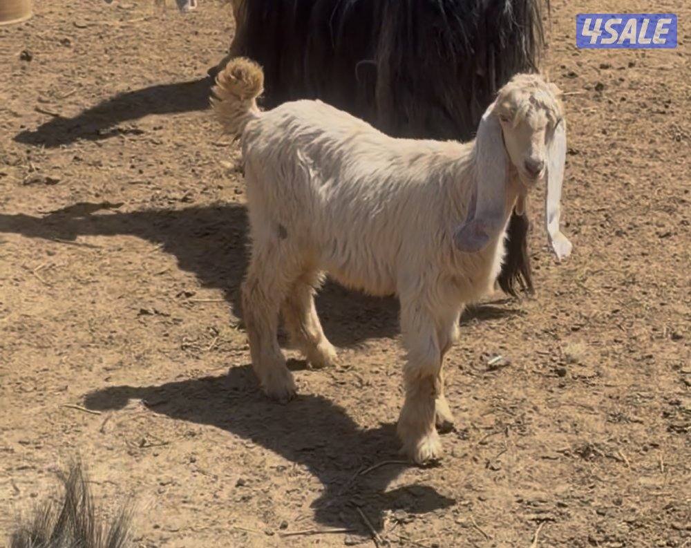 عوارض كريميات العداد 12 فيهم تحتهم 10 فيهم 9 مطافيل وثلاث مضريع13