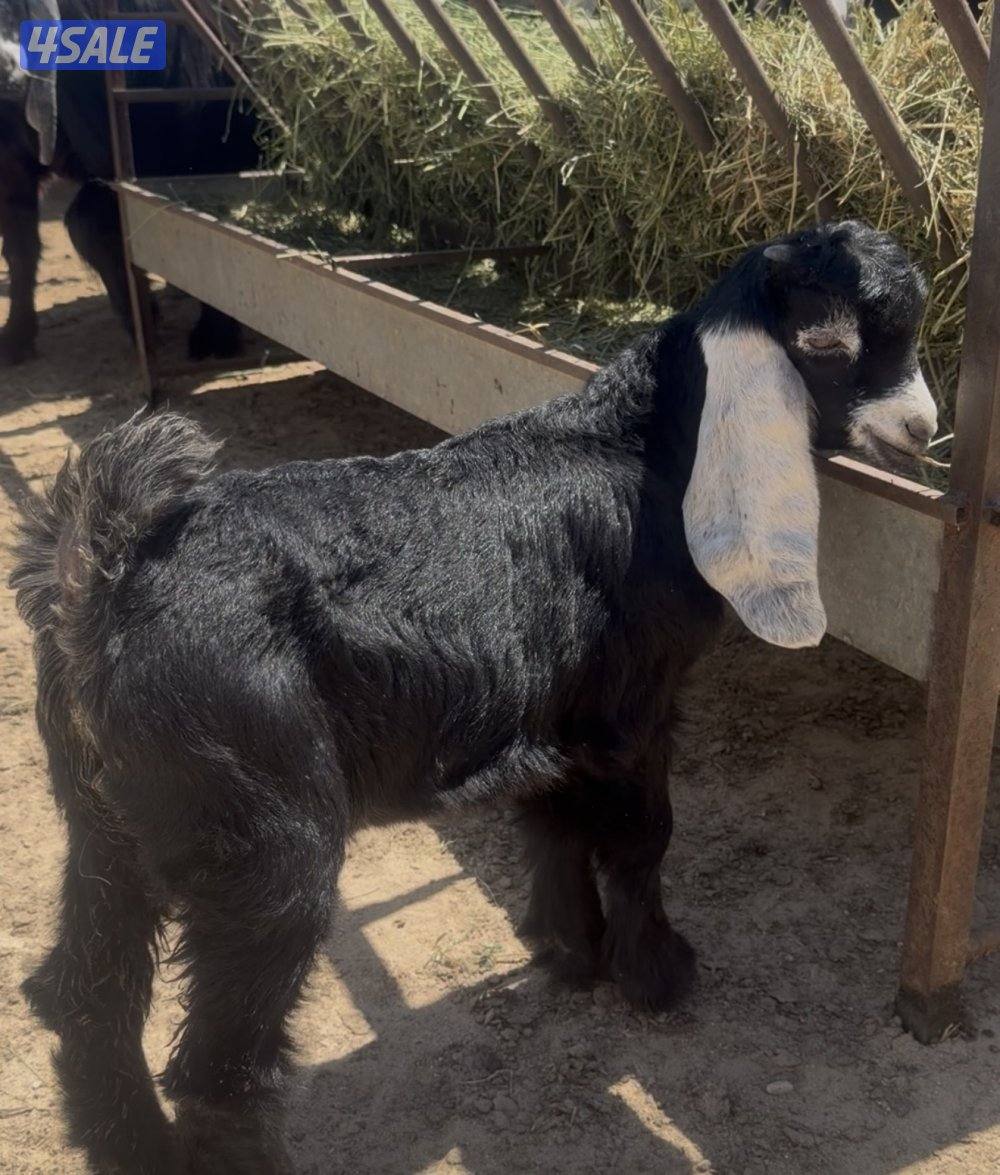 عوارض كريميات العداد 12 فيهم تحتهم 10 فيهم 9 مطافيل وثلاث مضريع14