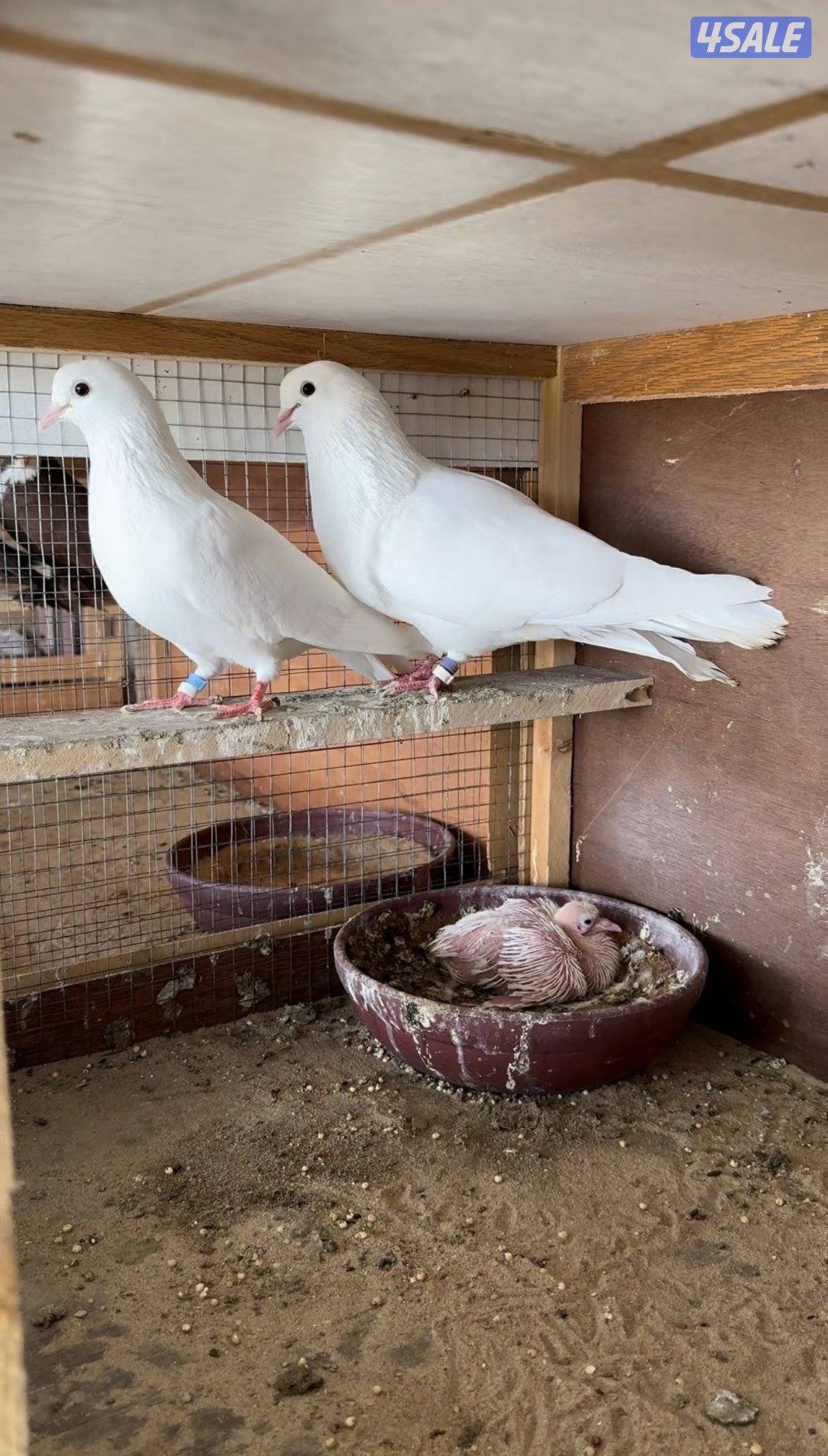 4 ازواج حمام لوت ملاوين شرط الانتاج على السوم   التواصل وتس اب فقط0