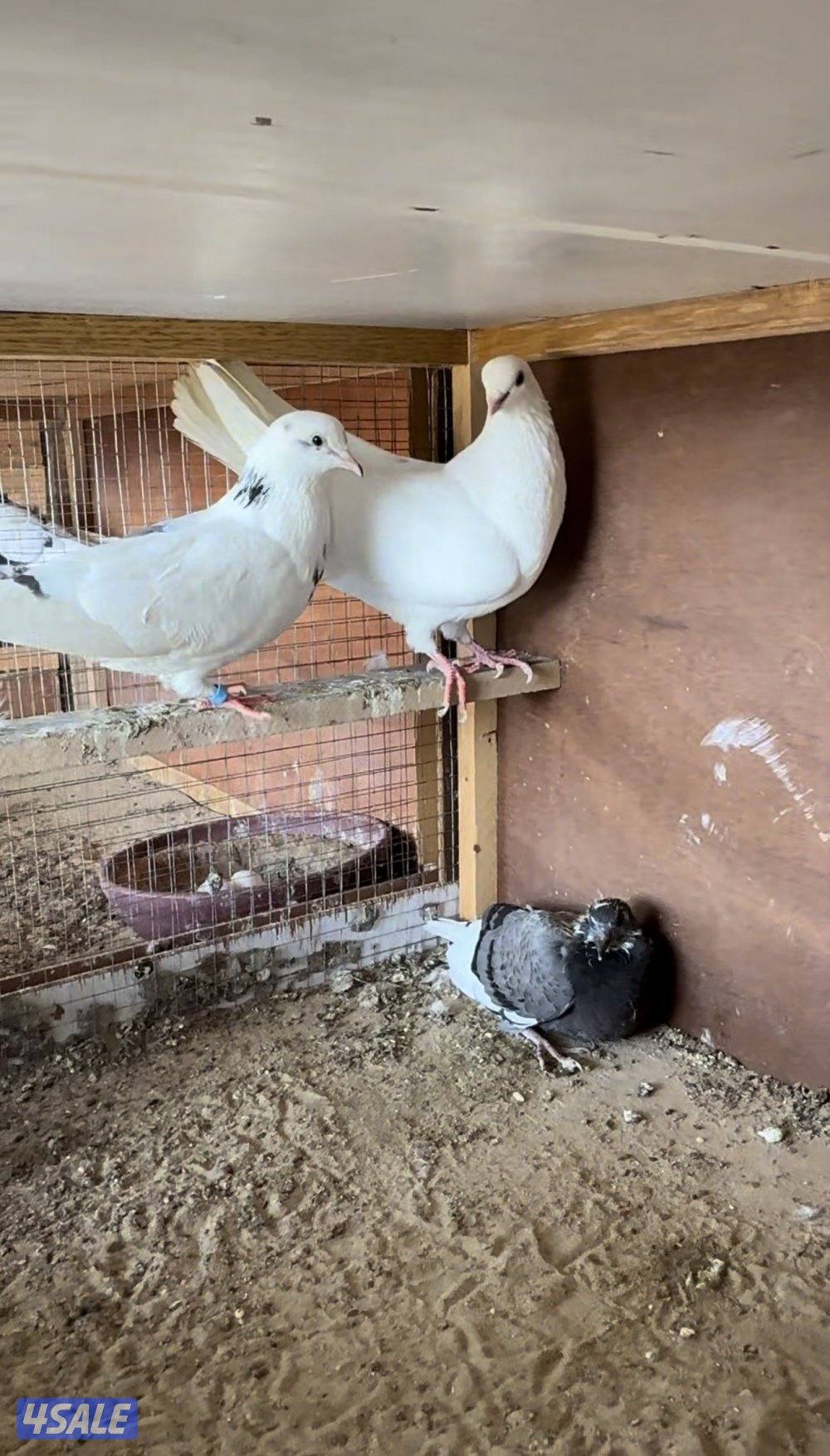 4 ازواج حمام لوت ملاوين شرط الانتاج على السوم   التواصل وتس اب فقط1