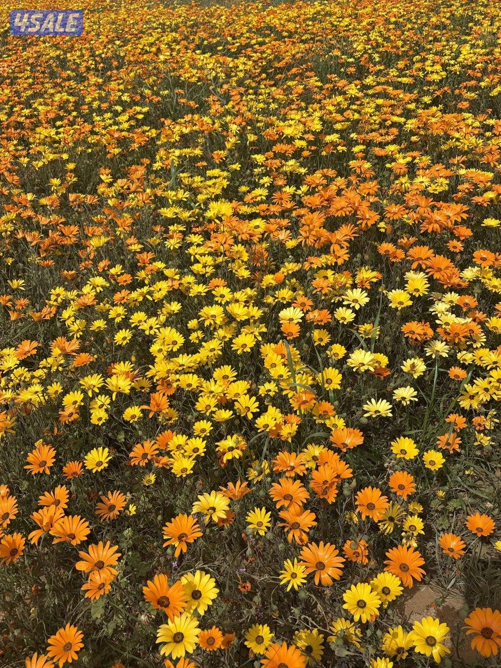 مطلوب ولدينا مزارع بالعبدلي لتنازل مزرعة ق٦ فاخرة ٧٥ الف0