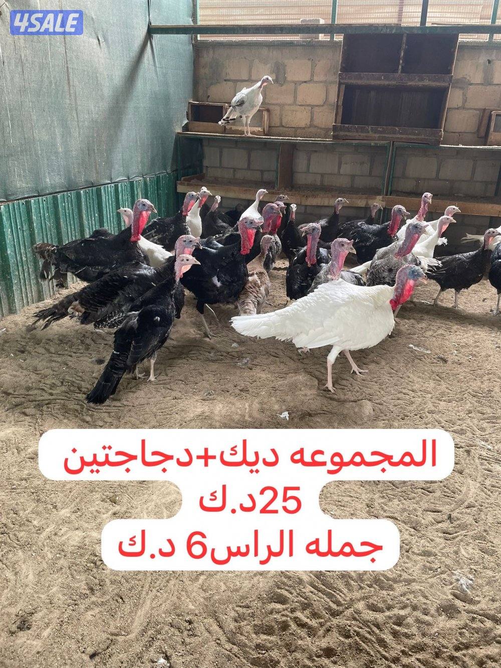 للبيع مجاميع دواجن0