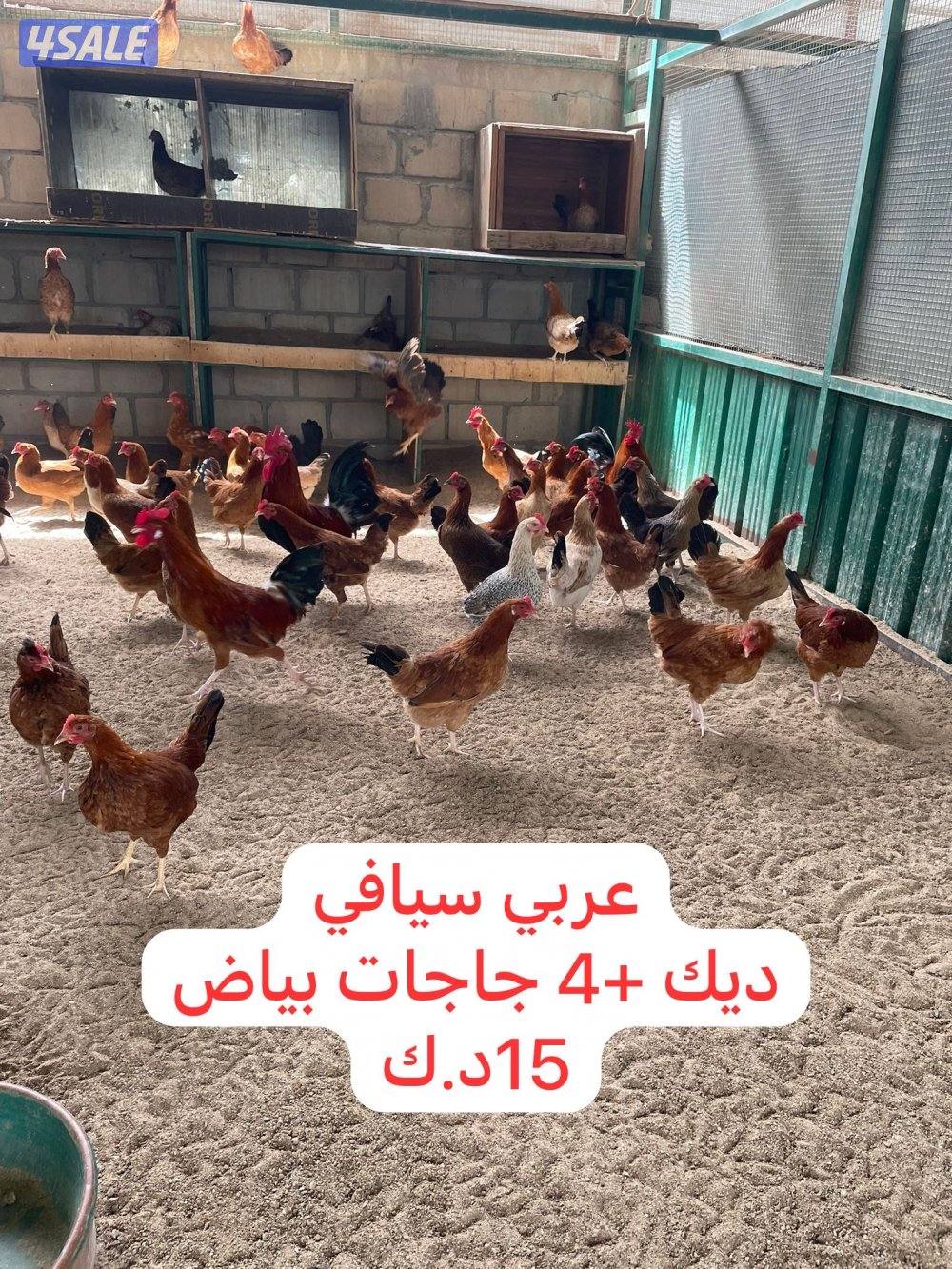 للبيع مجاميع دواجن1