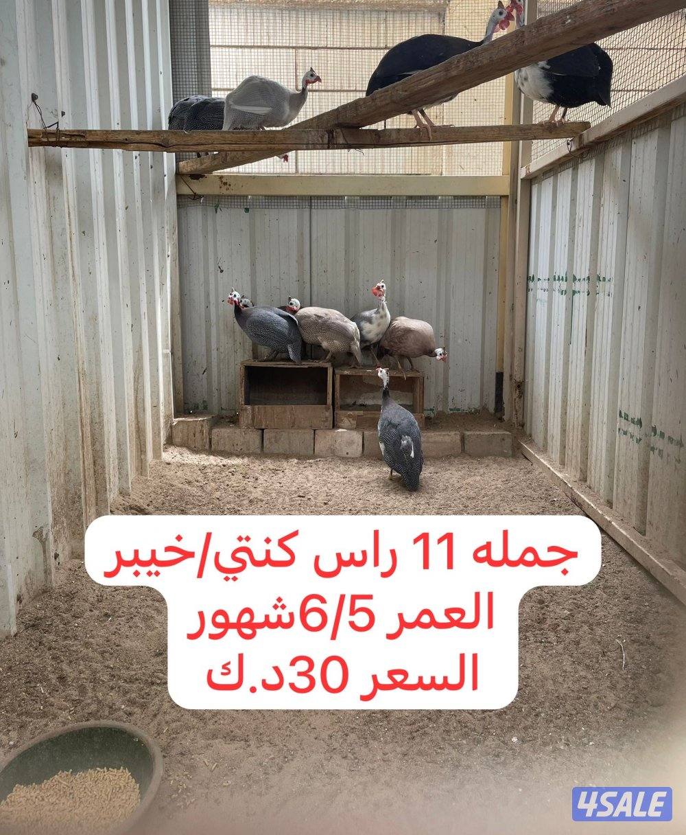 للبيع مجاميع دواجن2