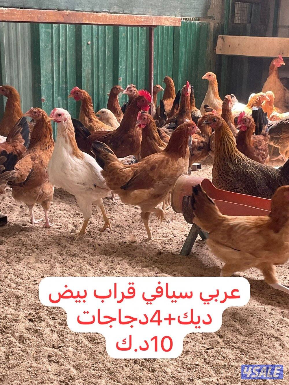 للبيع مجاميع دواجن3