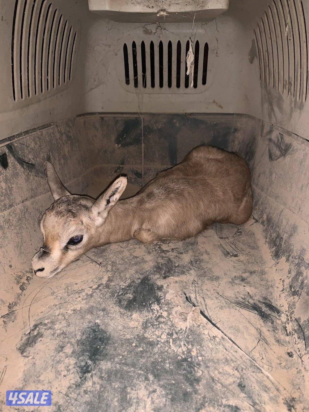 يتوفر لدينا ذكور غزال الدوركس  بأعمار مختلفة3