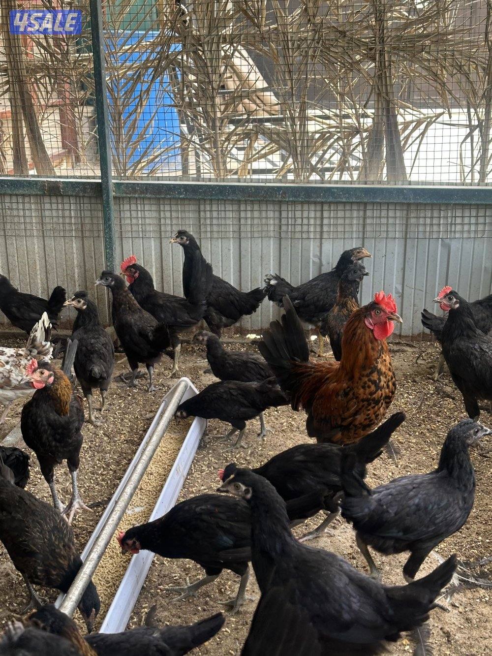 للبيع فروخ عقارب انتاج المزرعه0