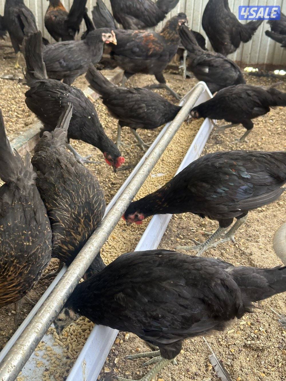 للبيع فروخ عقارب انتاج المزرعه1