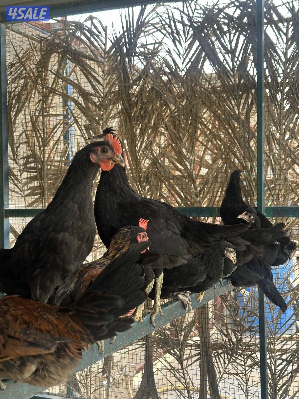 للبيع فروخ عقارب انتاج المزرعه2