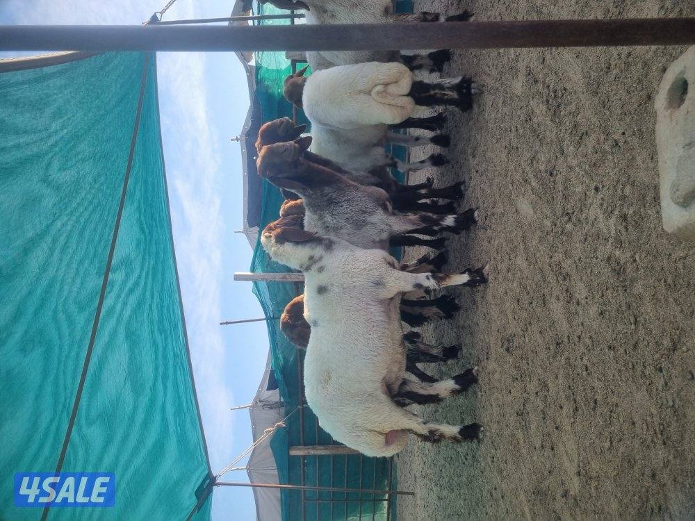 للبيع ١١ راس
سن ويد فيهم ٥ رباعيه والباقي بين سدس صافه وملح1