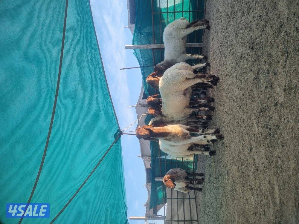 للبيع ١١ راس
سن ويد فيهم ٥ رباعيه والباقي بين سدس صافه وملح2