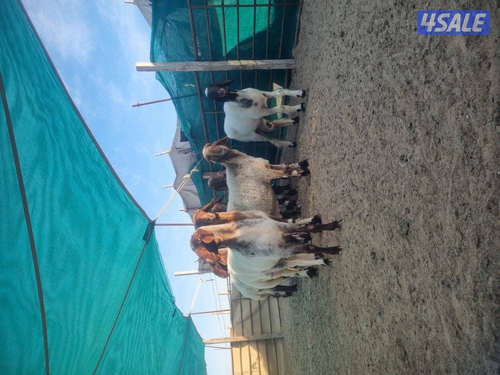 للبيع ١١ راس
سن ويد فيهم ٥ رباعيه والباقي بين سدس صافه وملح3