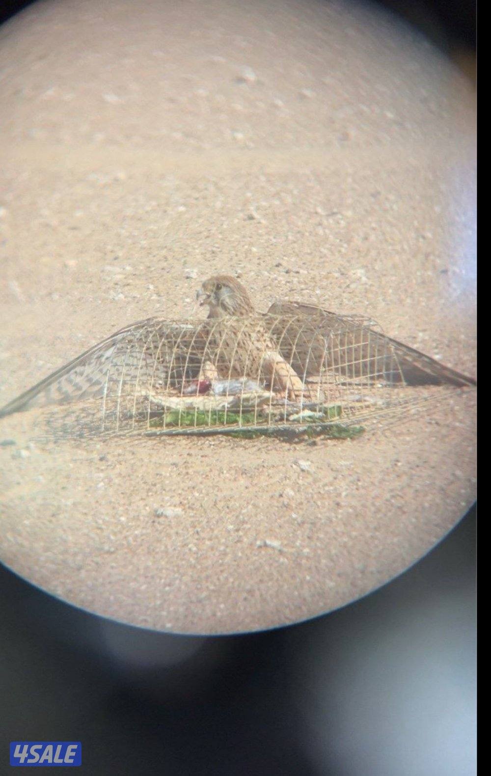 مع أغراضه والتوصيل0