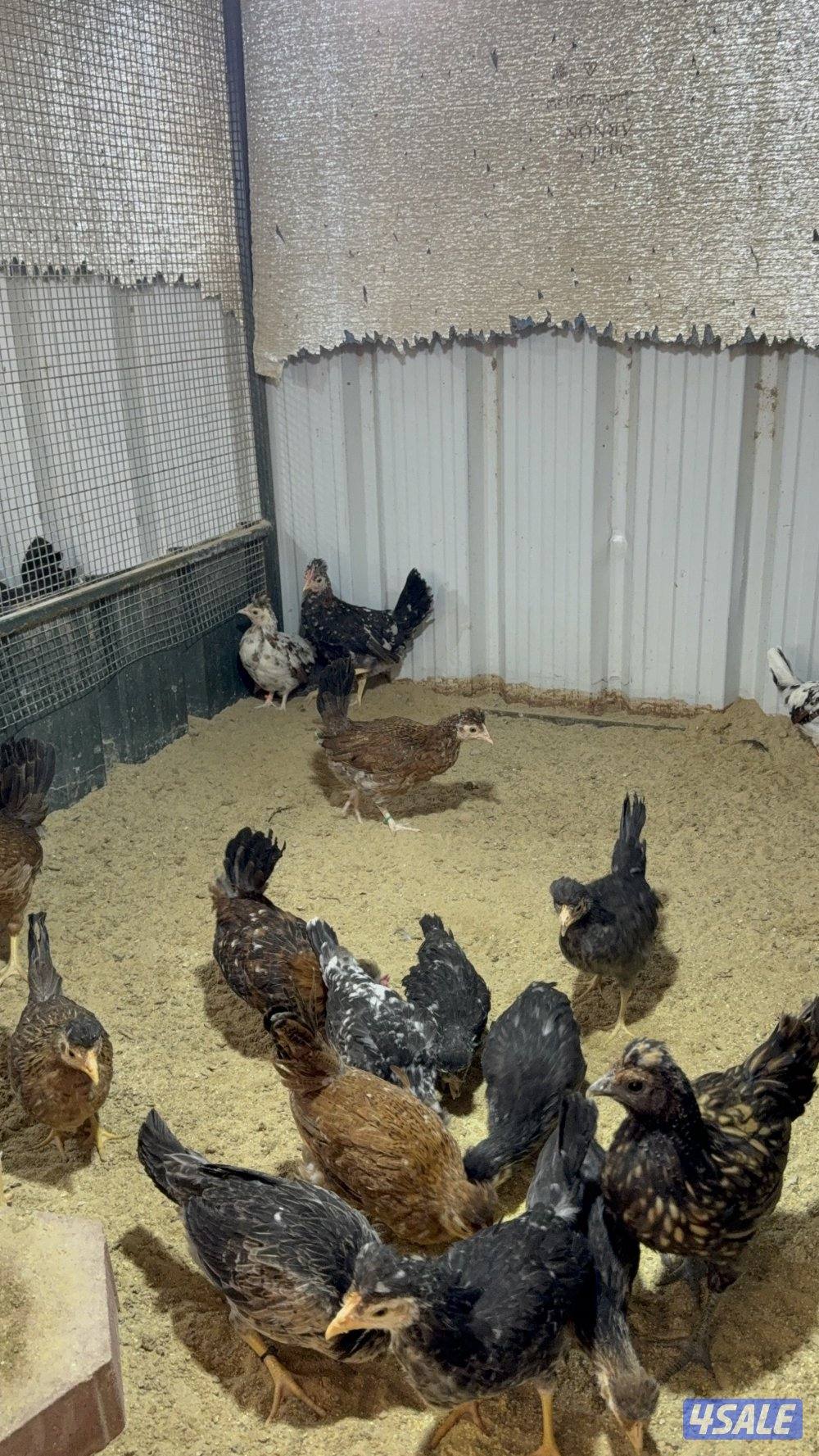 مجاميع دجاج عربي قديم1