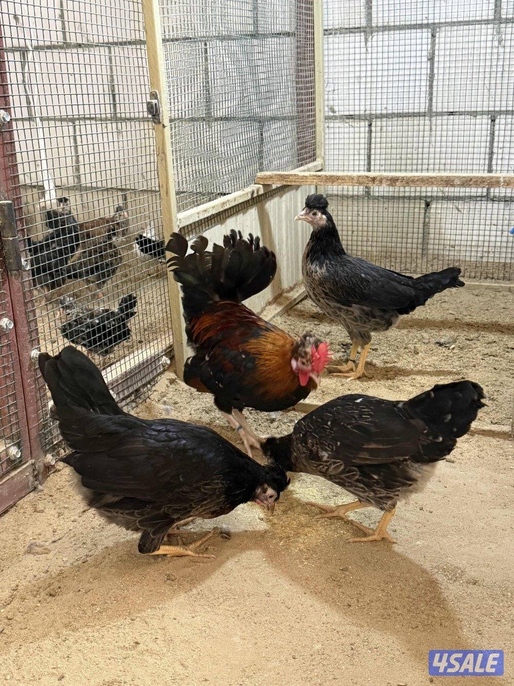 مجاميع دجاج عربي قديم2