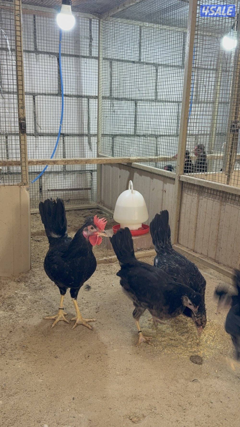 مجاميع دجاج عربي قديم3