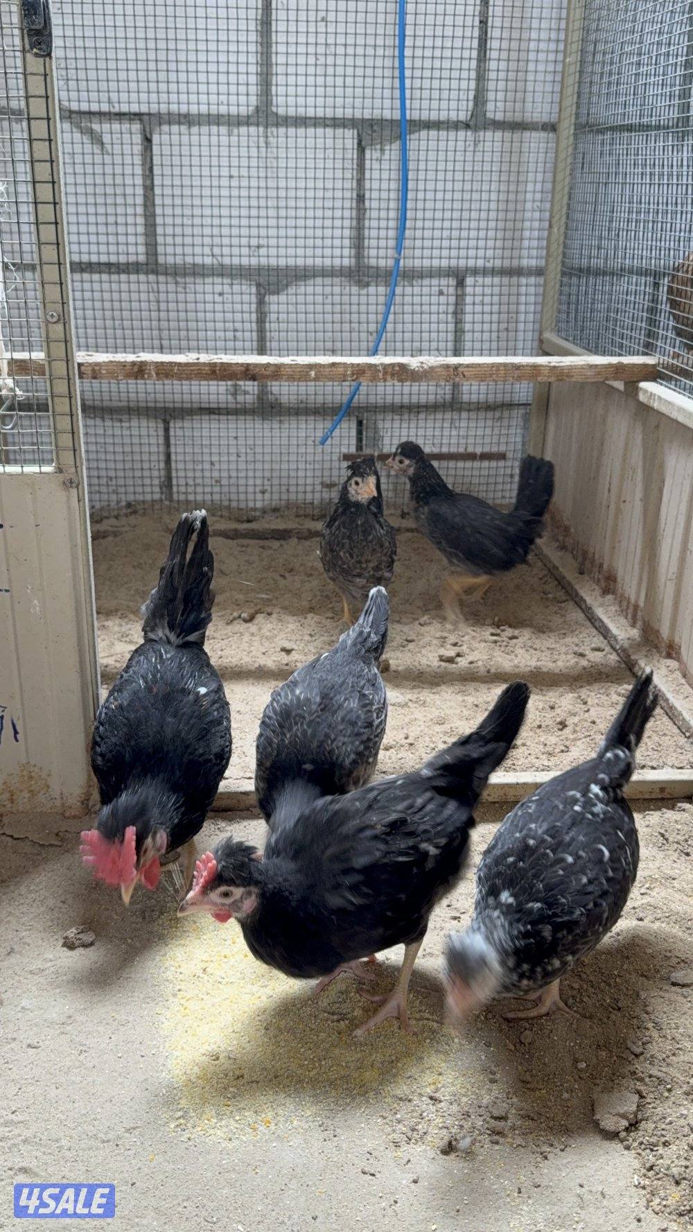 مجاميع دجاج عربي قديم4