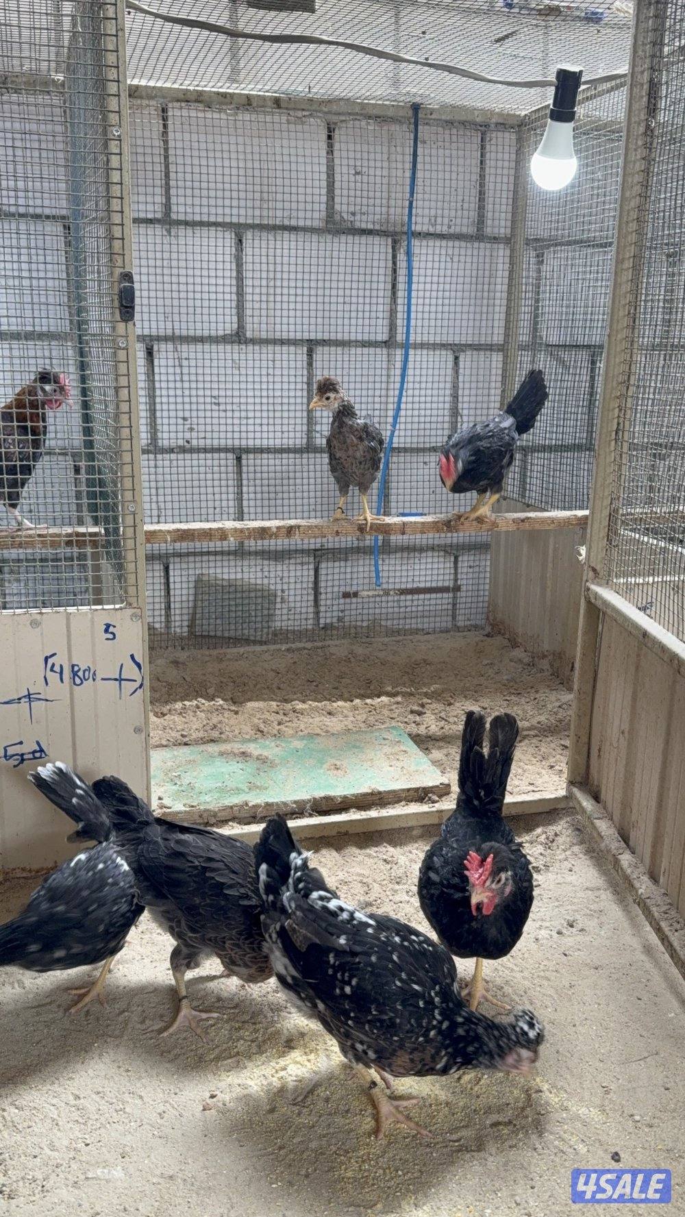 مجاميع دجاج عربي قديم5