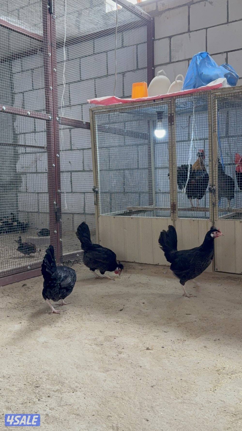 مجاميع دجاج عربي قديم7