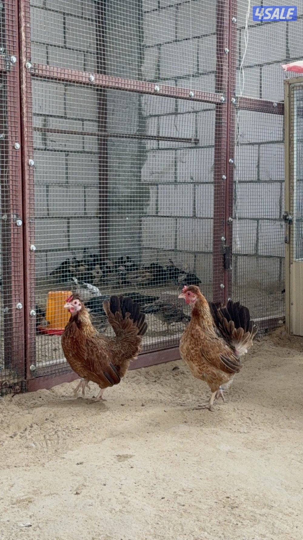 مجاميع دجاج عربي قديم8