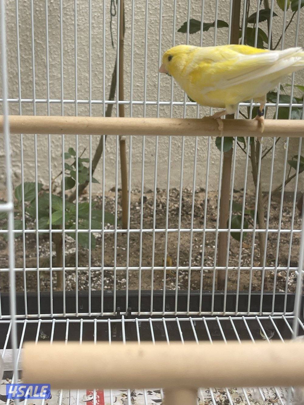 كناري وترسلاجر0