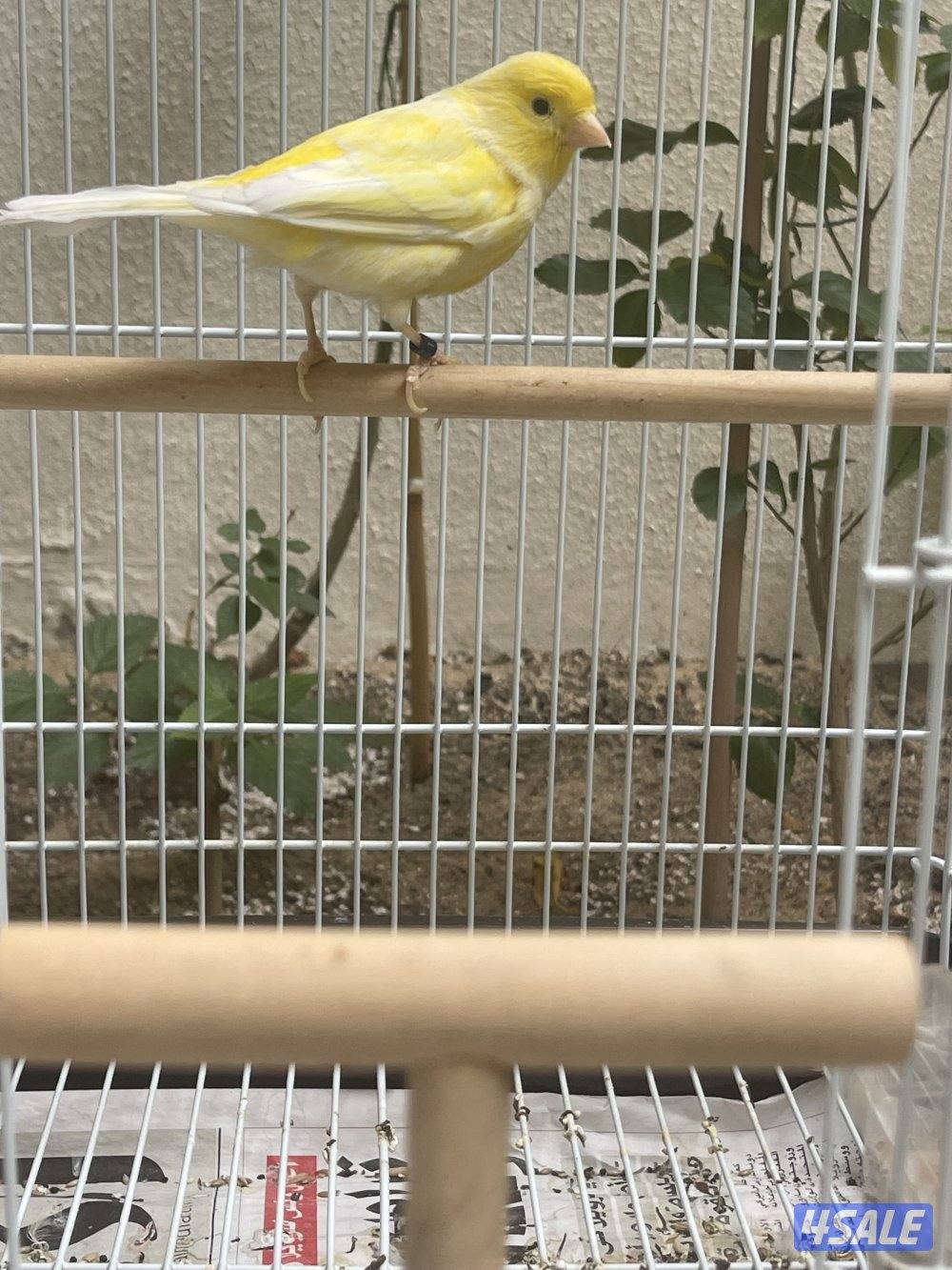 كناري وترسلاجر1