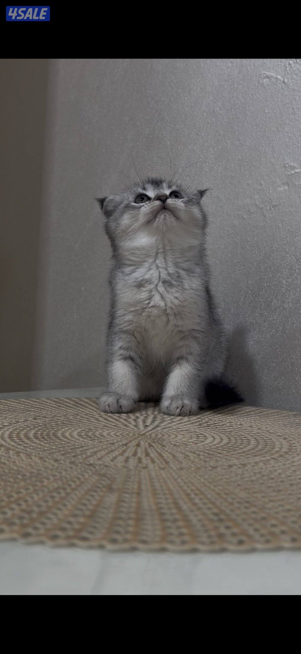 البيع سكوتش فولد بيور0