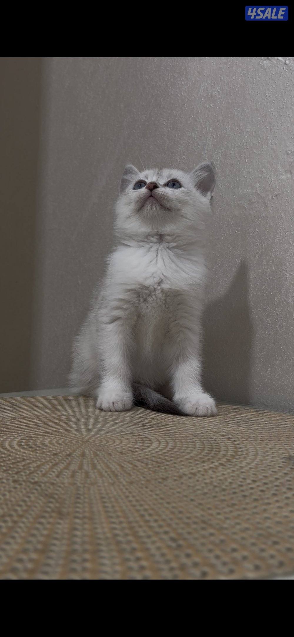 البيع سكوتش فولد بيور1