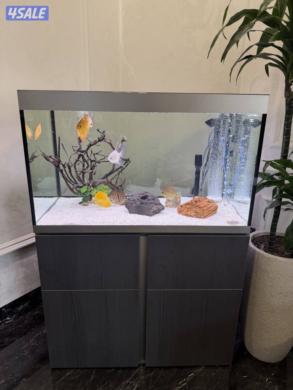 حوض سمك جديد2