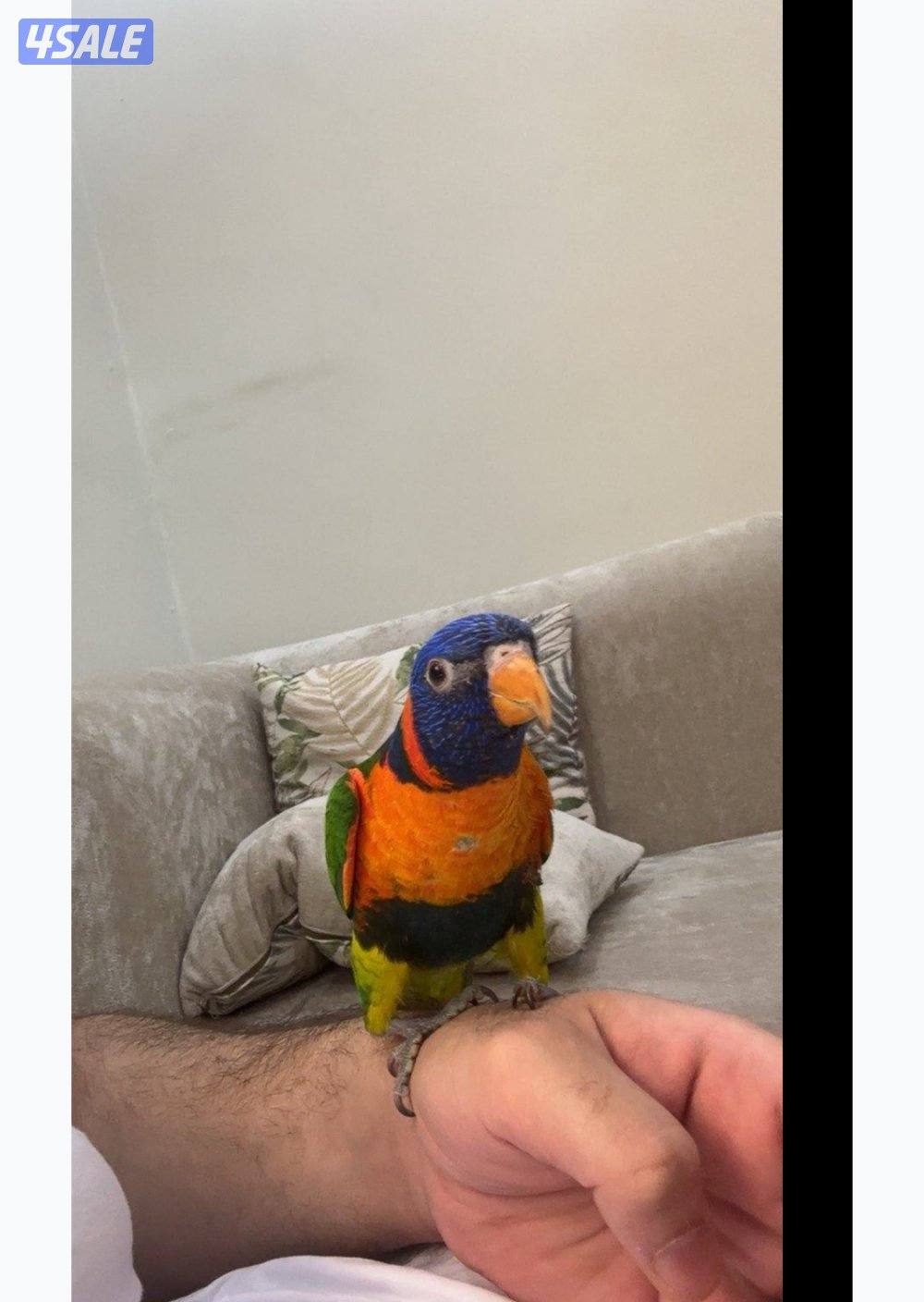 للبيع لوري0