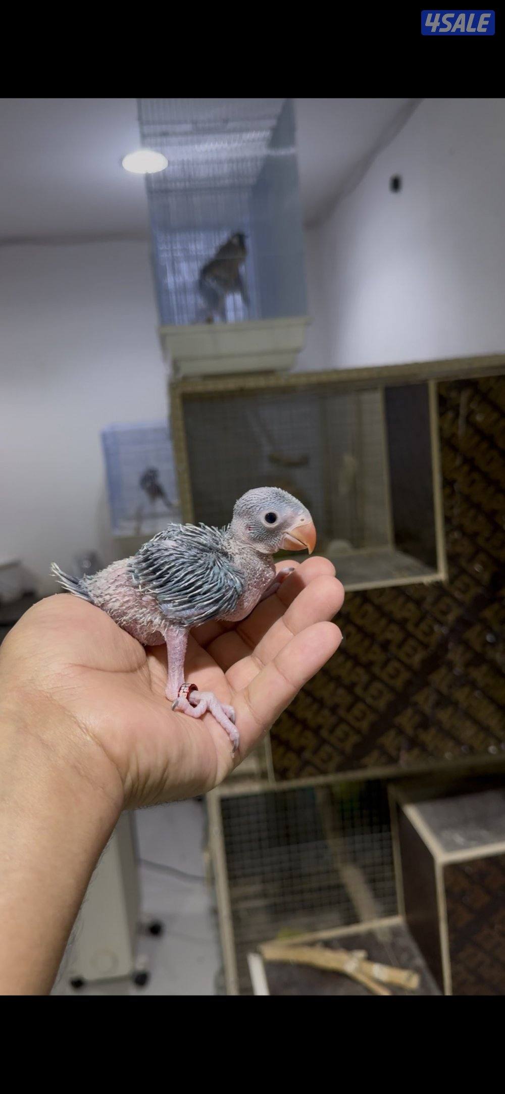 🐣طيور ناطقة🐣2