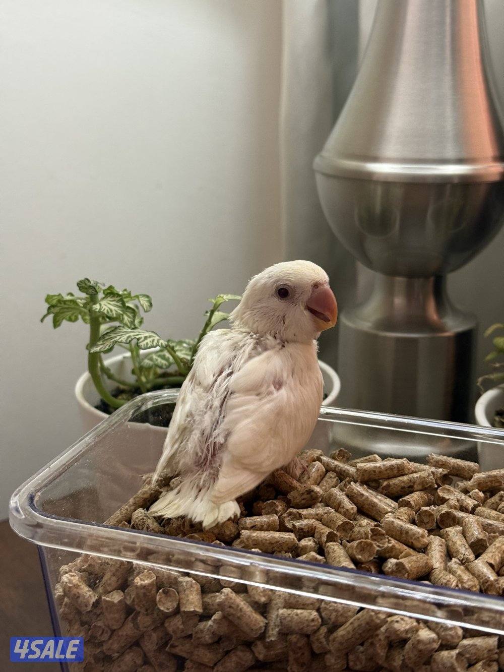 فروخ لوف بيرد و كوكتيل (كروان)0