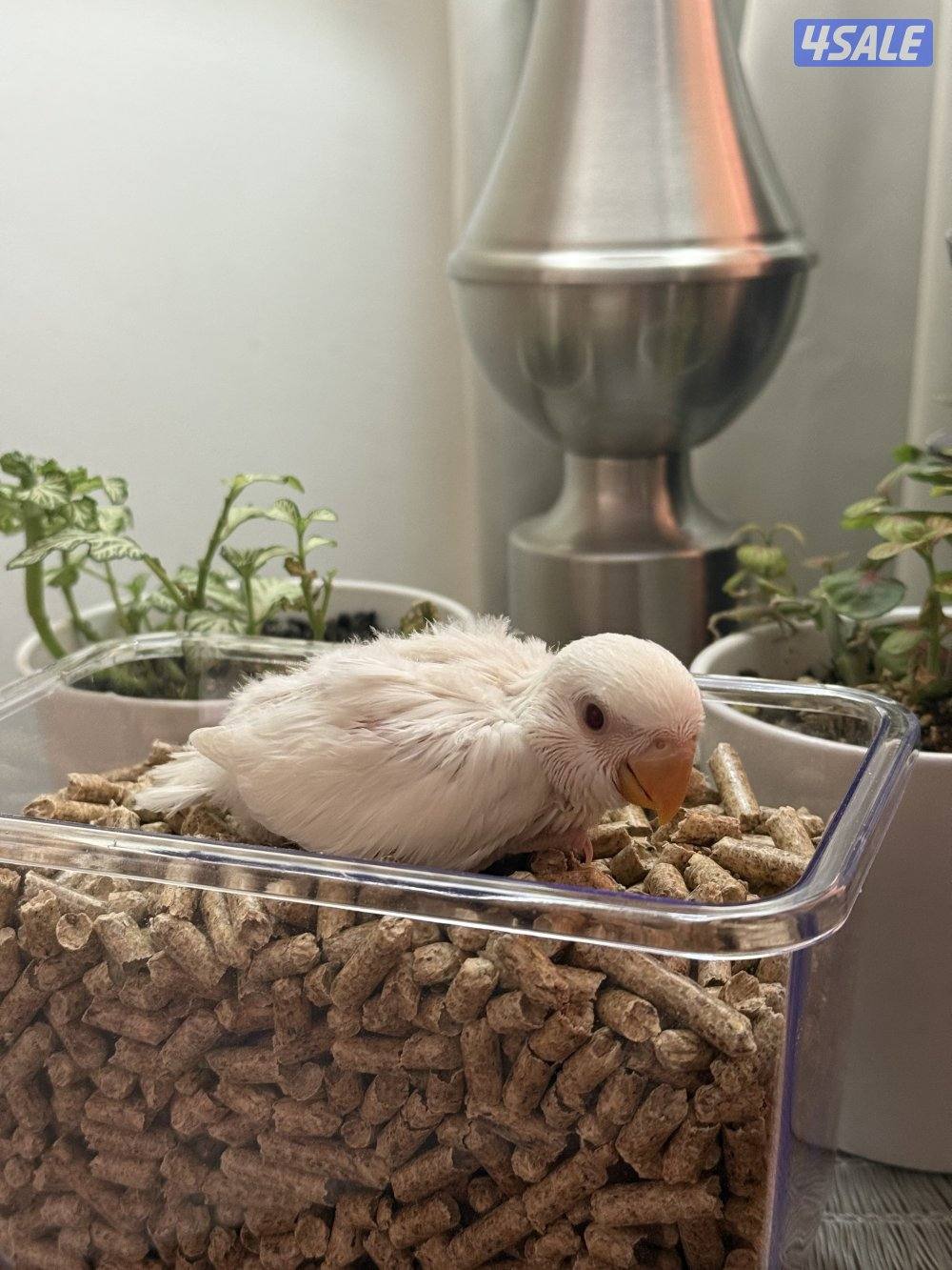 فروخ لوف بيرد و كوكتيل (كروان)3