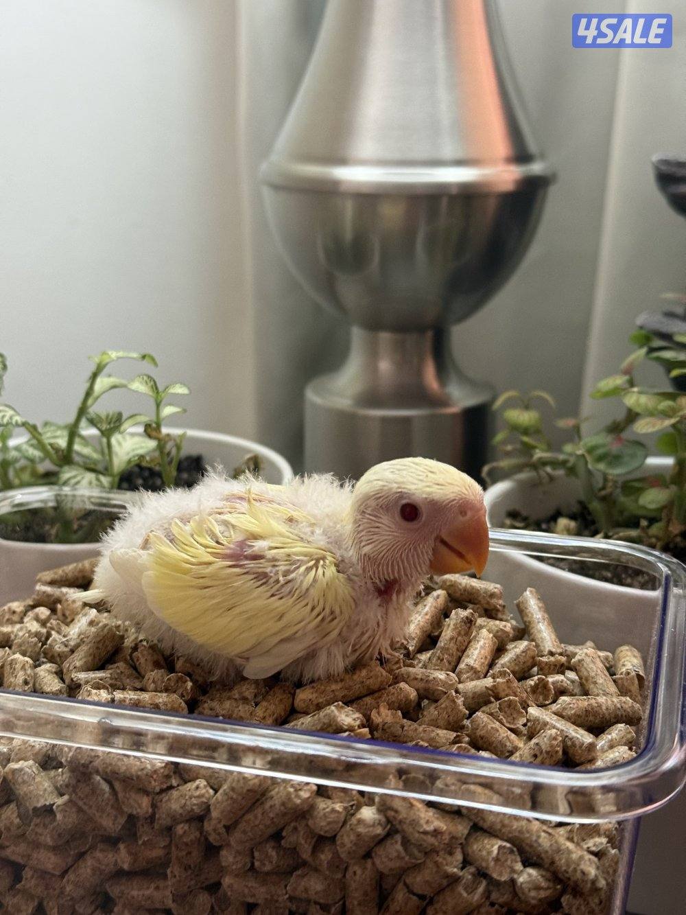 فروخ لوف بيرد و كوكتيل (كروان)4