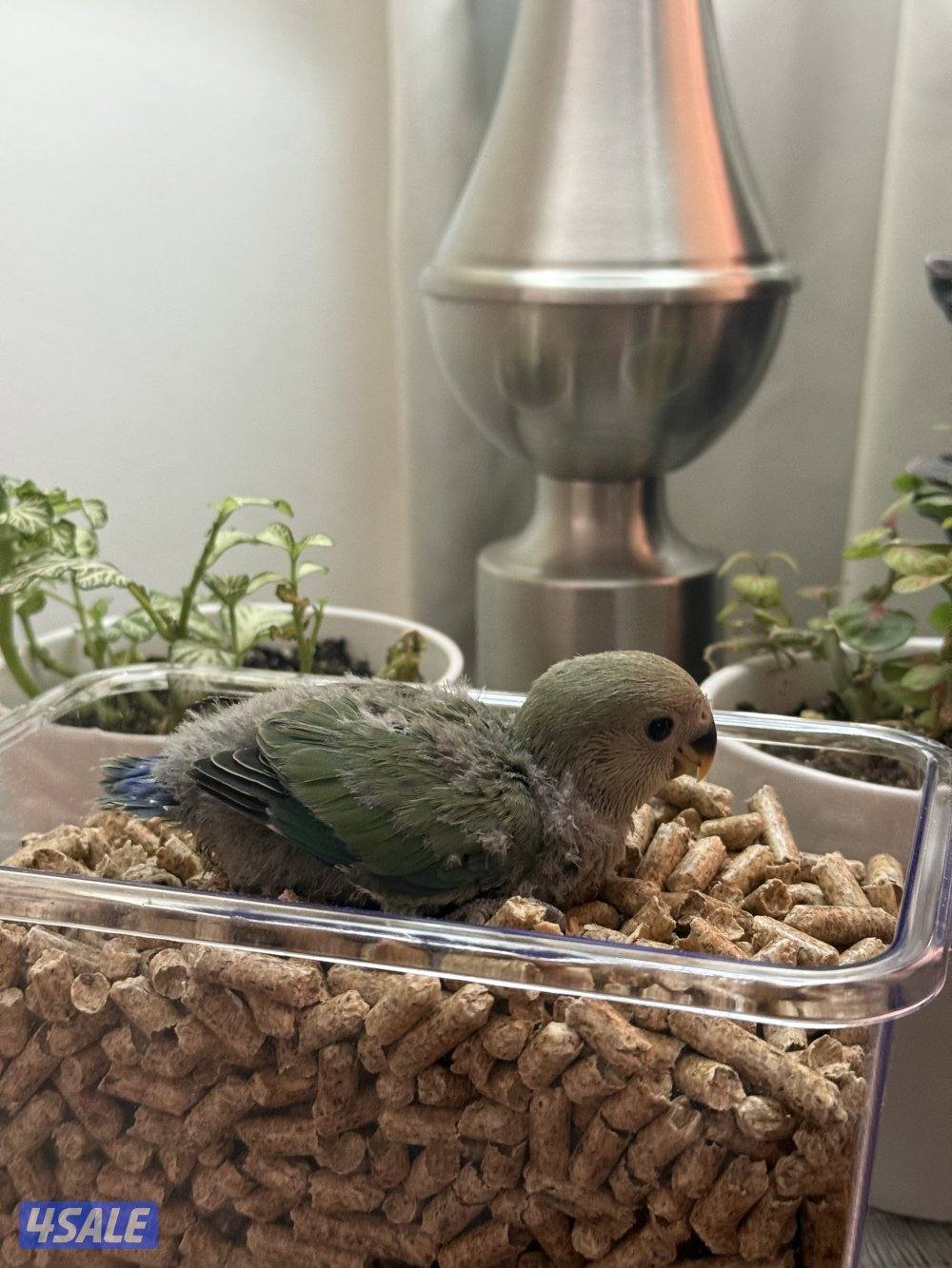 فروخ لوف بيرد و كوكتيل (كروان)6