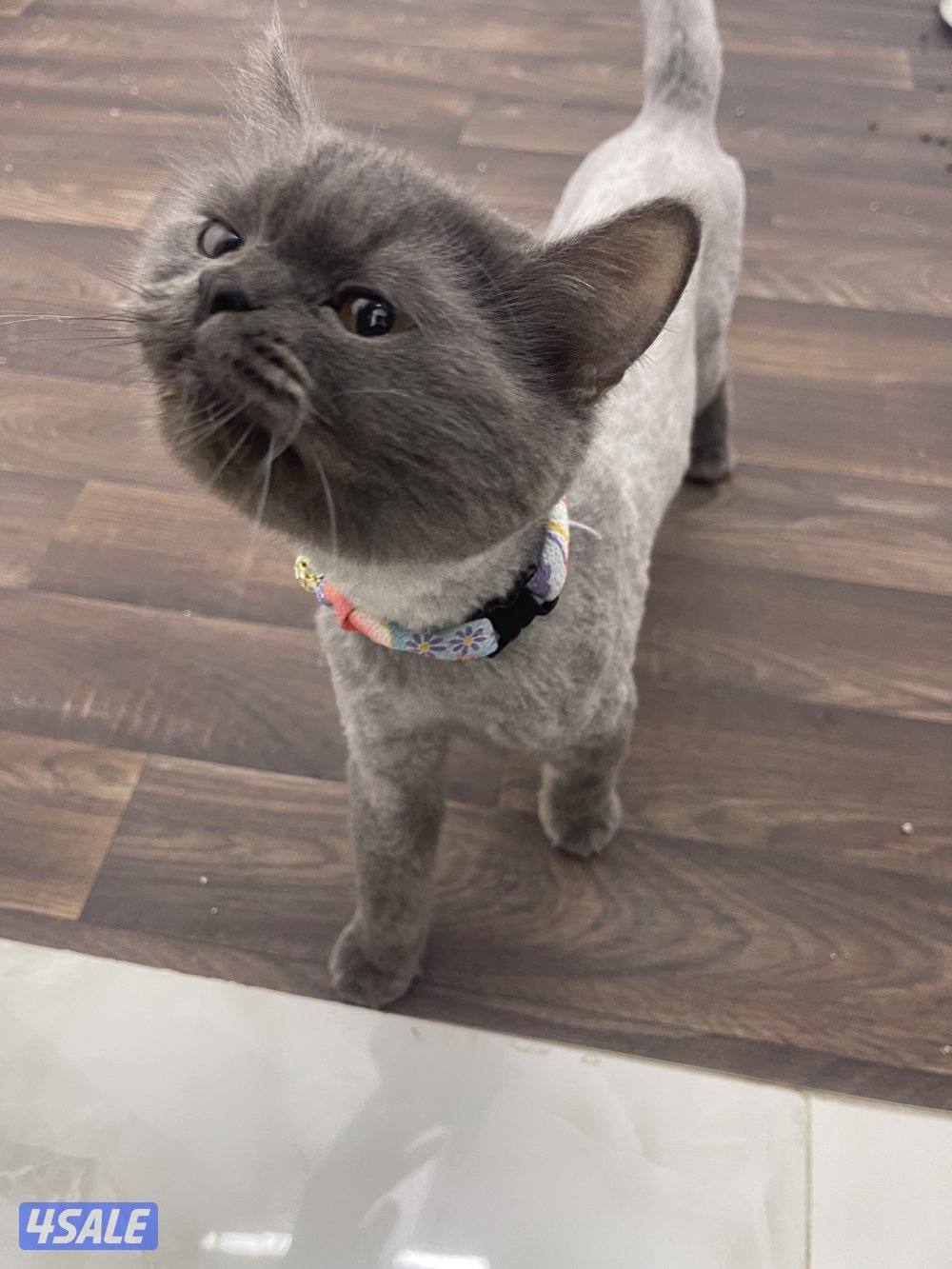 للتبني قطة سنه و شي0