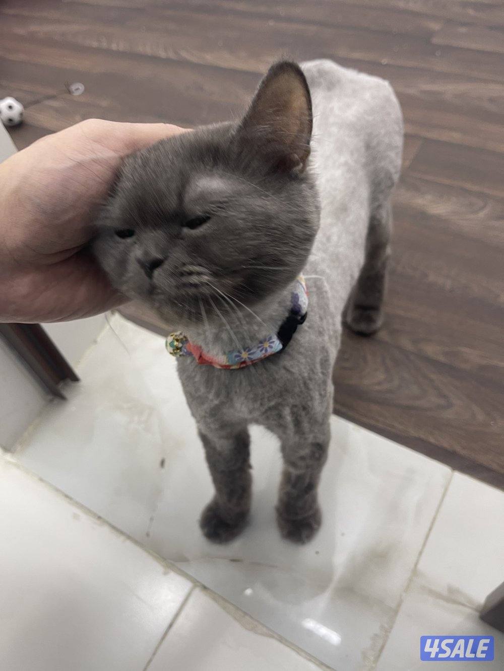 للتبني قطة سنه و شي1