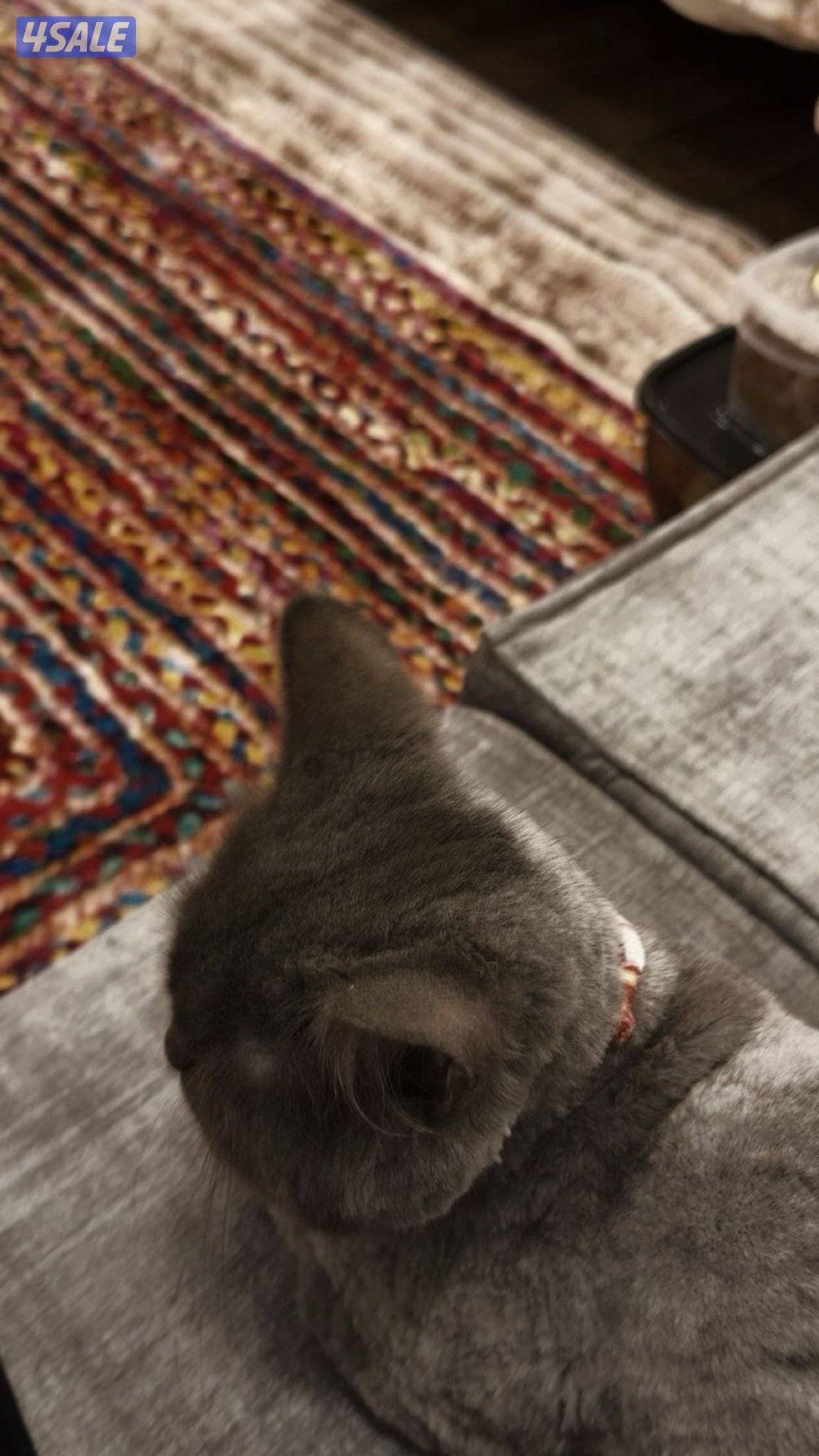 للتبني قطة سنه و شي2