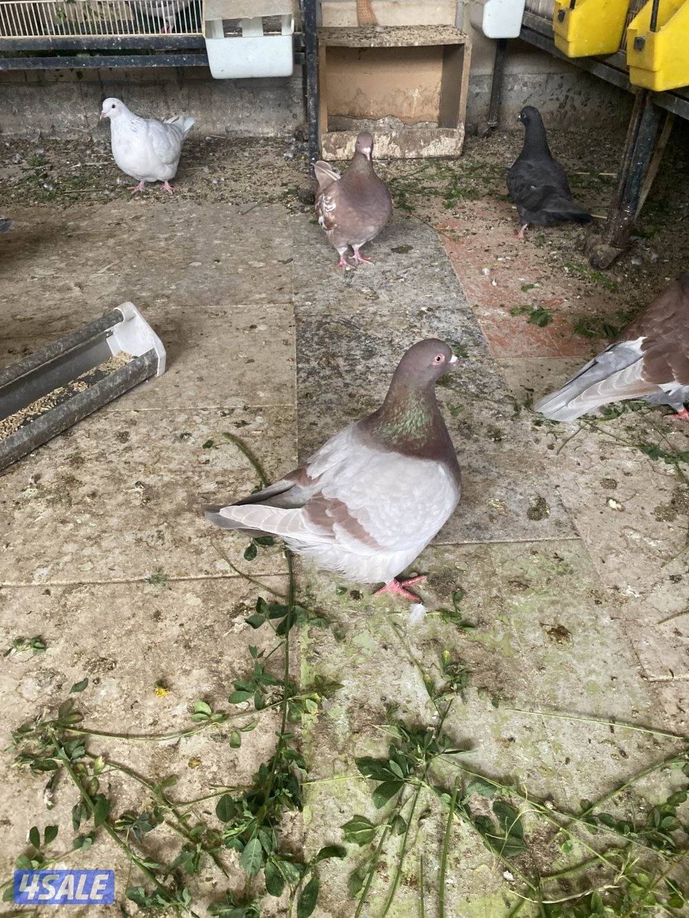 جواخير الوفره للبيع تكسن خمسه صفر سته ثلاثه ثلاثه ثلاثه صفر ثمانيه1