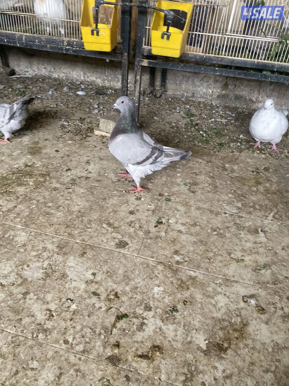 جواخير الوفره للبيع تكسن خمسه صفر سته ثلاثه ثلاثه ثلاثه صفر ثمانيه2