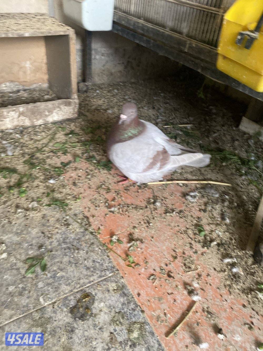 جواخير الوفره للبيع تكسن خمسه صفر سته ثلاثه ثلاثه ثلاثه صفر ثمانيه3