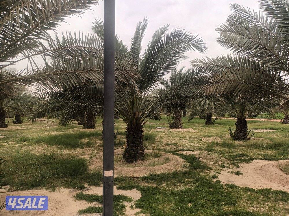 حارس وعامل مزرعه وتربيه مواشي سوداني الجنسيه0