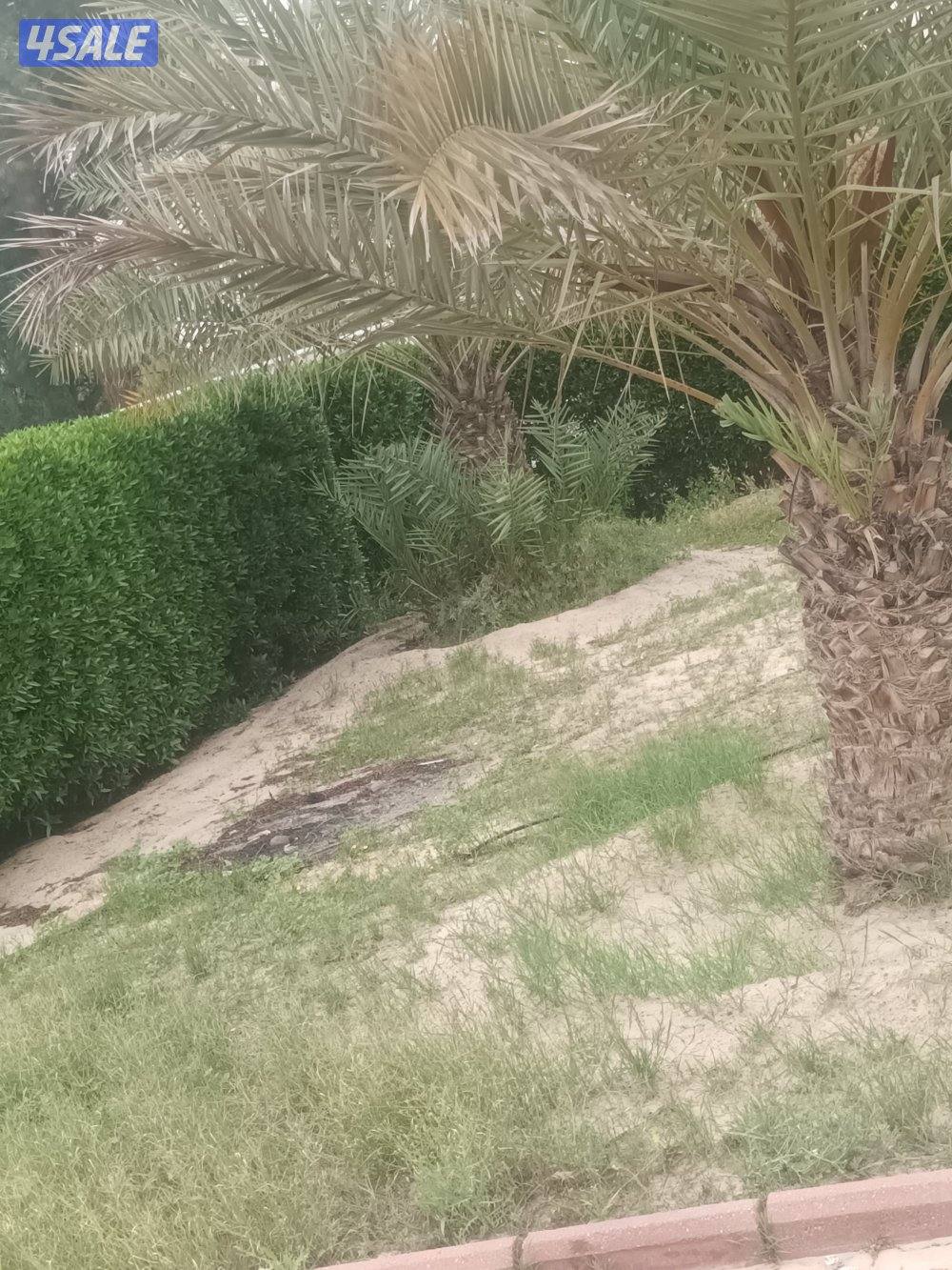 حارس وعامل مزرعه وتربيه مواشي سوداني الجنسيه1