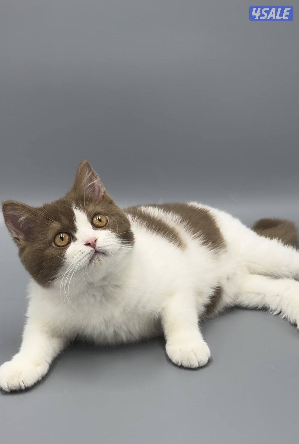 Pure british bicolor cinnamon0