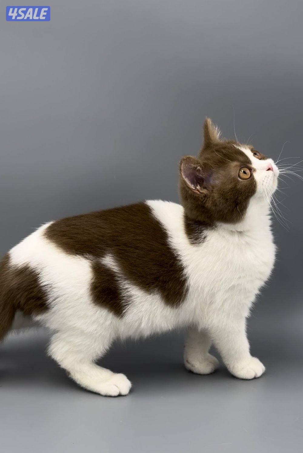 Pure british bicolor cinnamon1