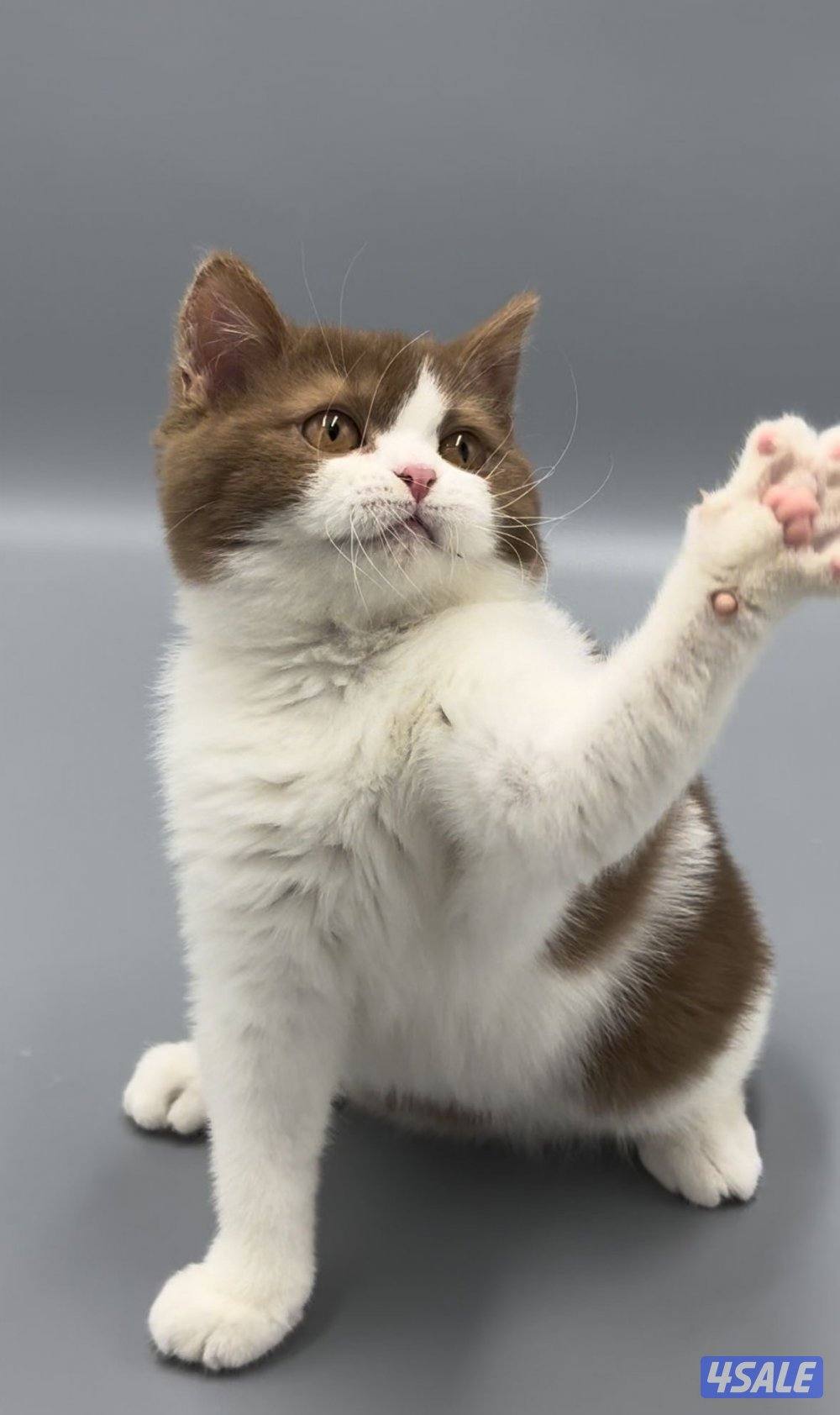 Pure british bicolor cinnamon2